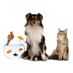Telegraaf Onderzoek Immuniseren Huisdieren webwinkels ervaringen en reviews